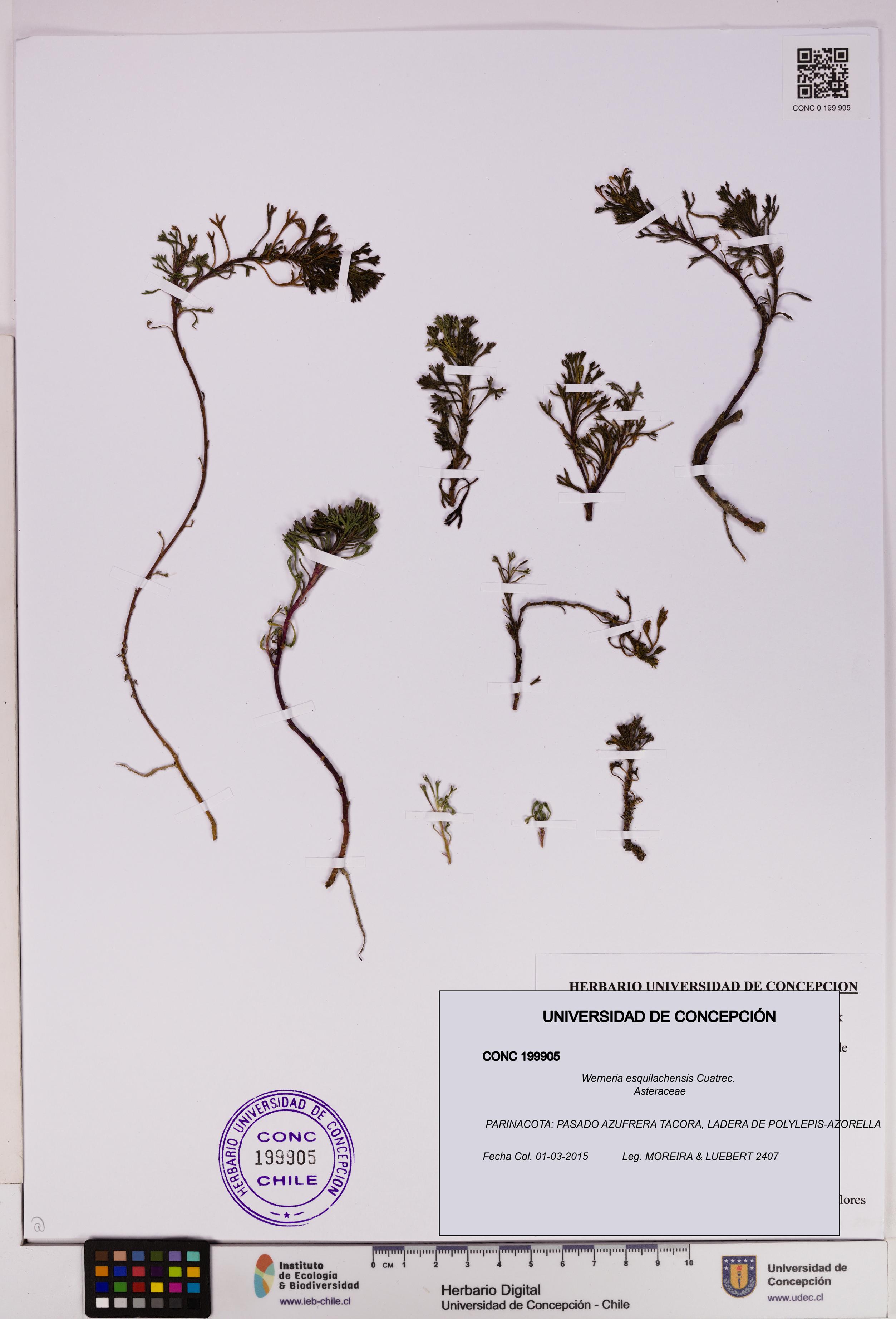 Werneria esquilachensis [Espécimen: UDEC:CONC:0199905]