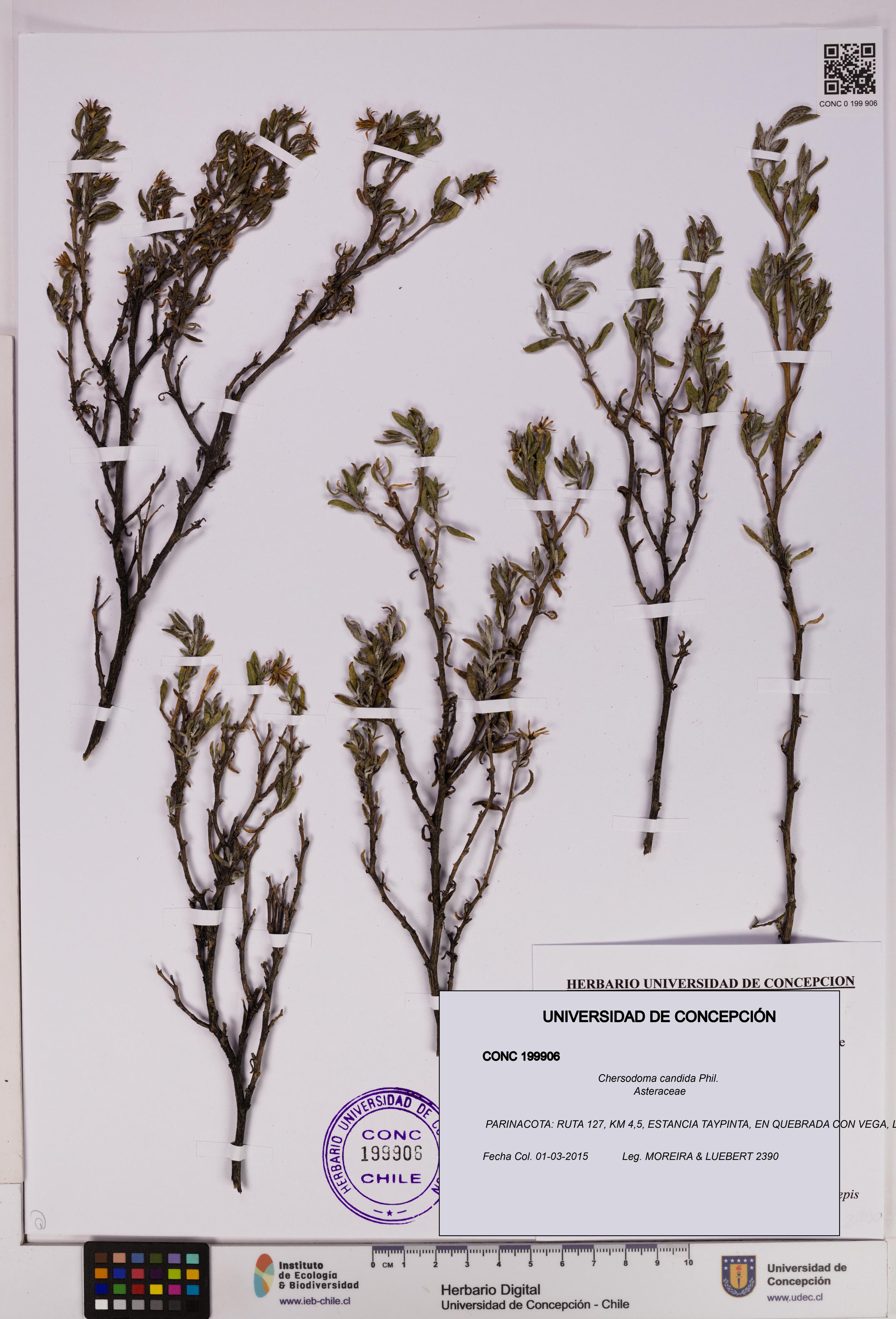 Chersodoma candida [Espécimen: UDEC:CONC:0199906]