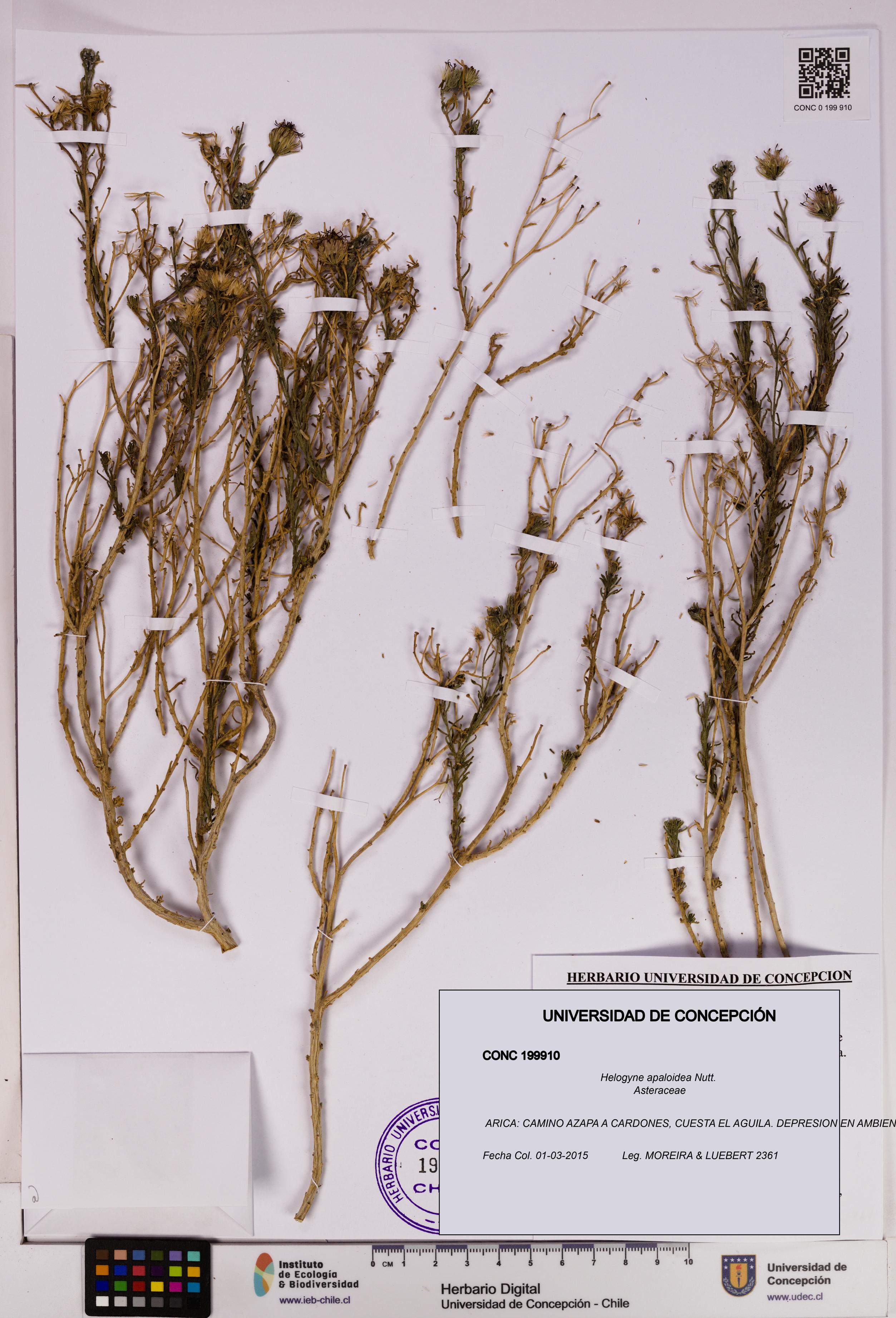 Helogyne apaloidea [Espécimen: UDEC:CONC:0199910]