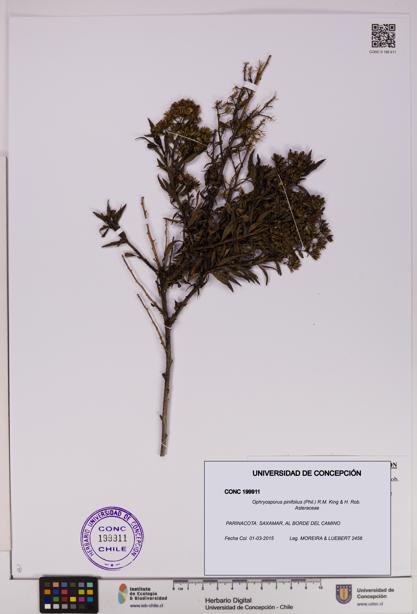 Ophryosporus pinifolius [Espécimen: UDEC:CONC:0199911]