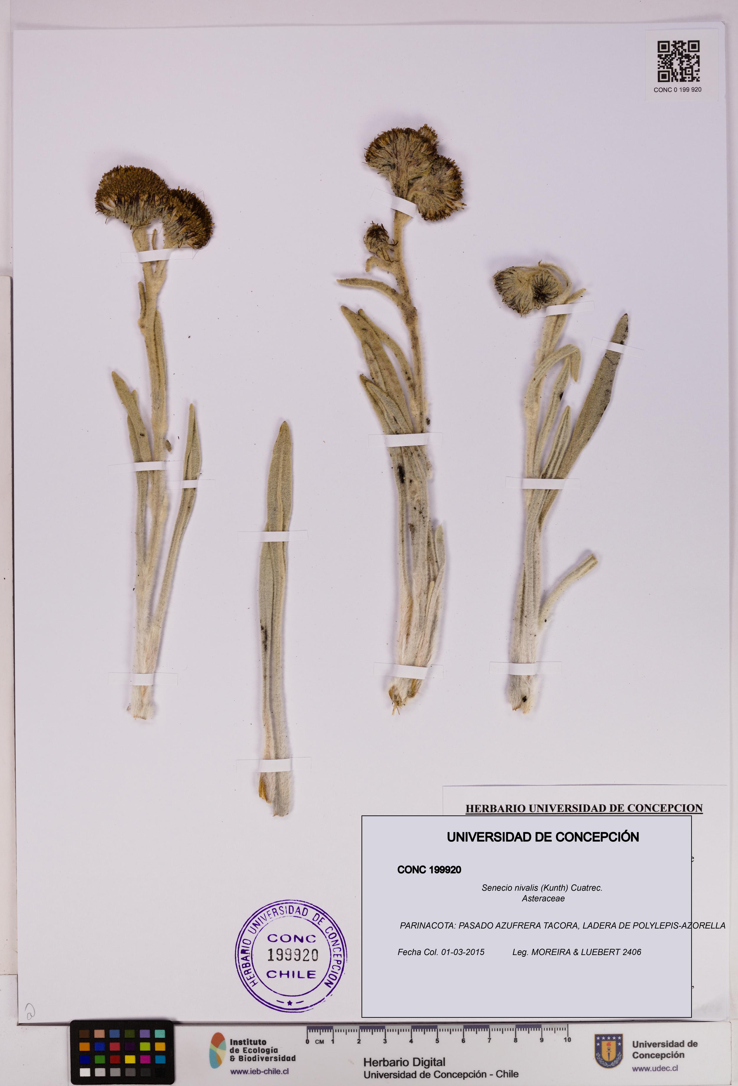 Senecio nivalis [Espécimen: UDEC:CONC:0199920]