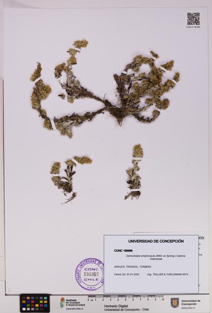 Gamochaeta simplicicaulis [Espécimen: UDEC:CONC:0199966]