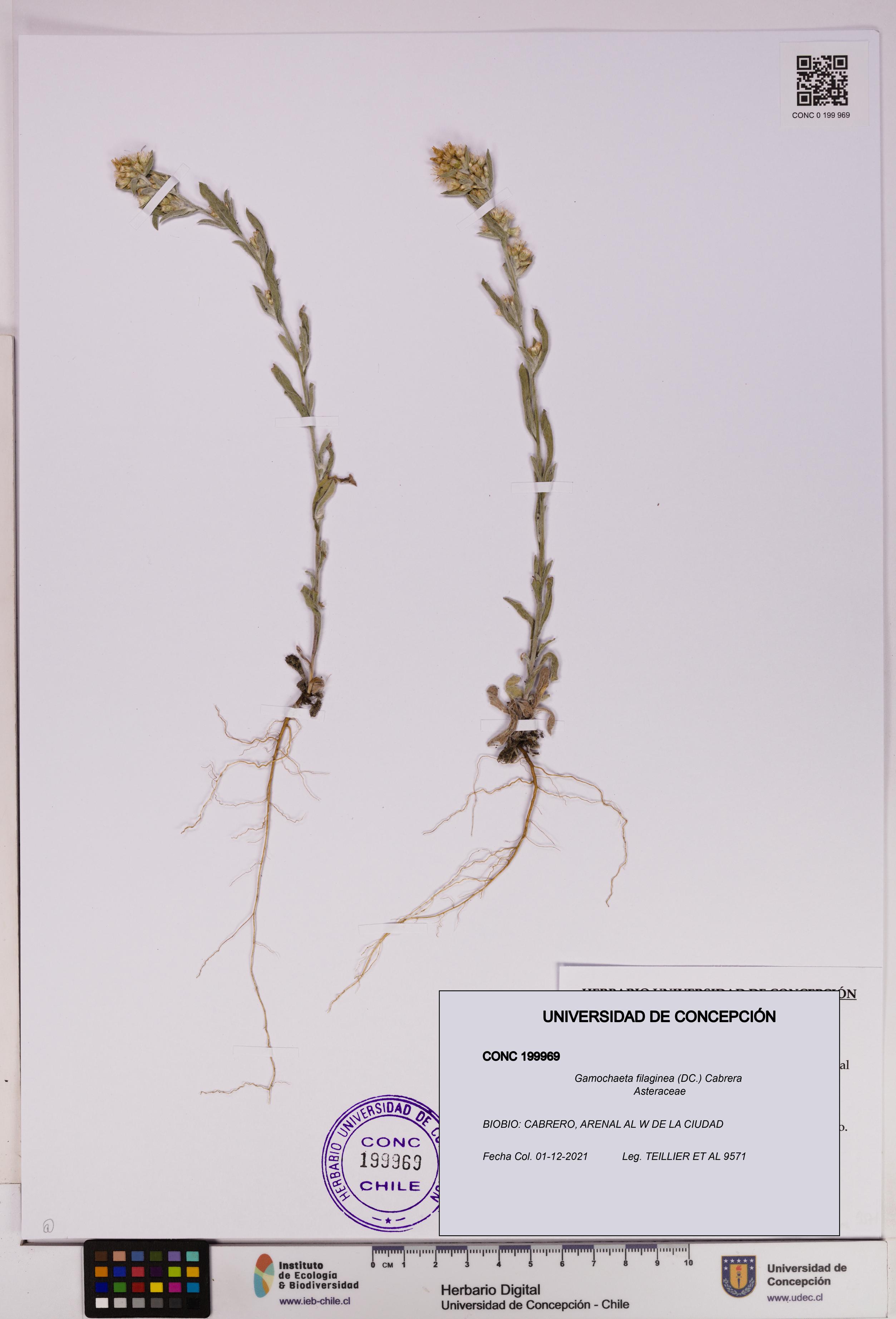 Gamochaeta filaginea [Espécimen: UDEC:CONC:0199969]