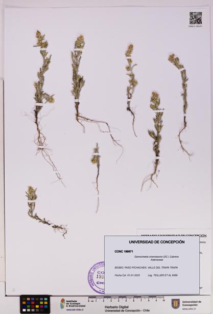 Gamochaeta chamissonis [Espécimen: UDEC:CONC:0199971]