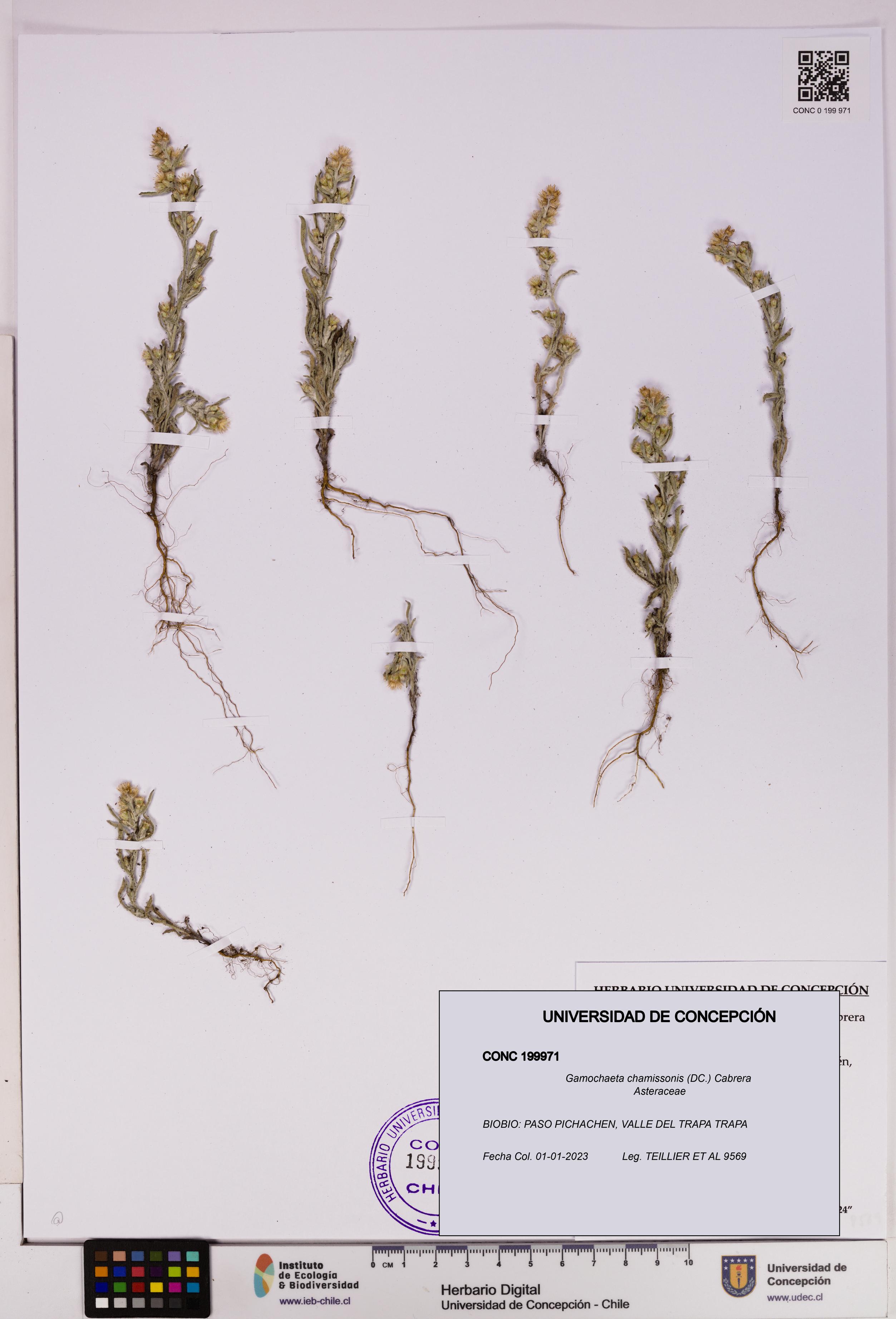 Gamochaeta chamissonis [Espécimen: UDEC:CONC:0199971]