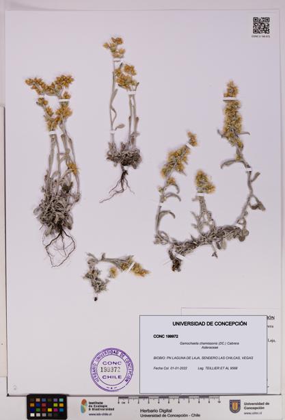 Gamochaeta chamissonis [Espécimen: UDEC:CONC:0199972]