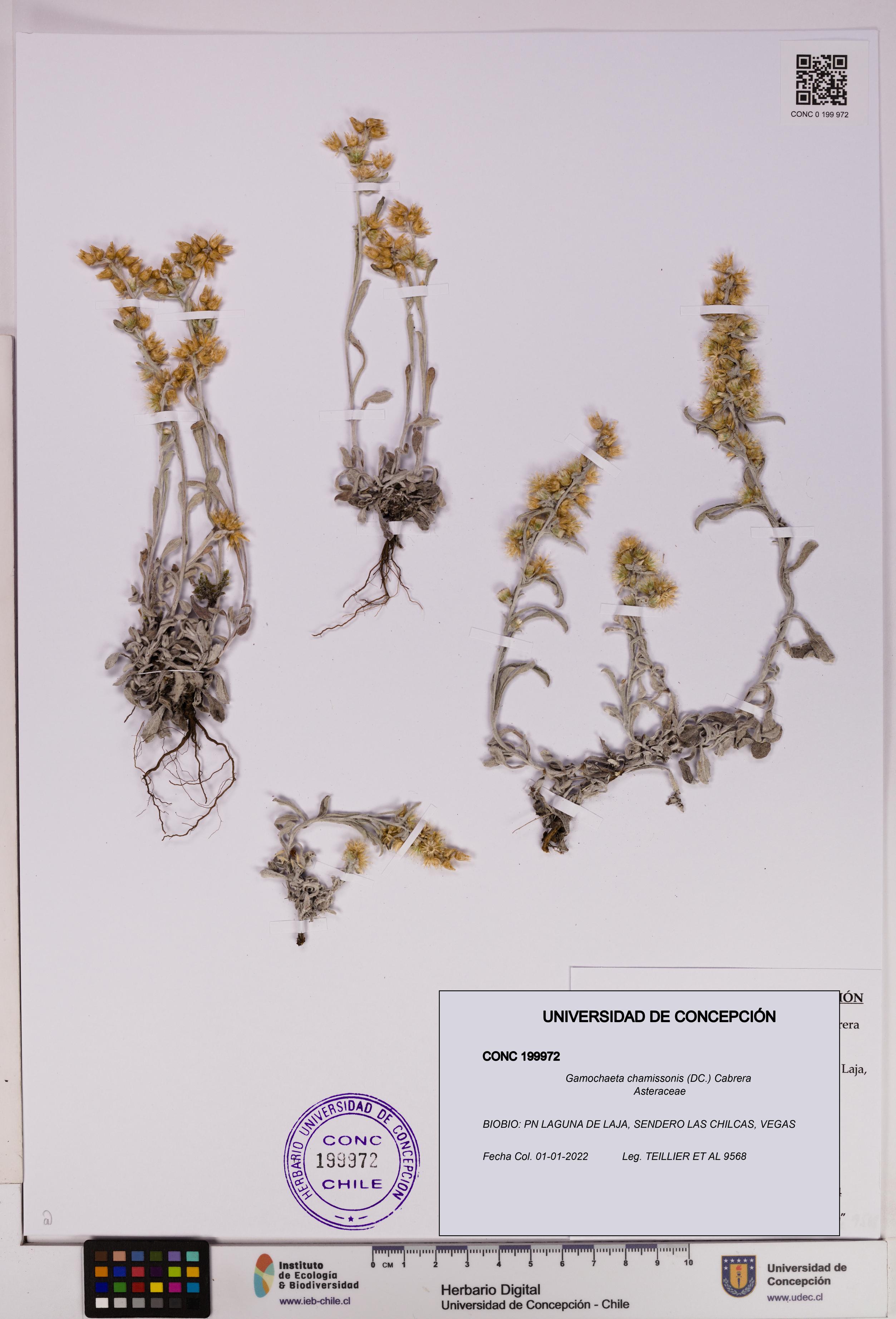 Gamochaeta chamissonis [Espécimen: UDEC:CONC:0199972]