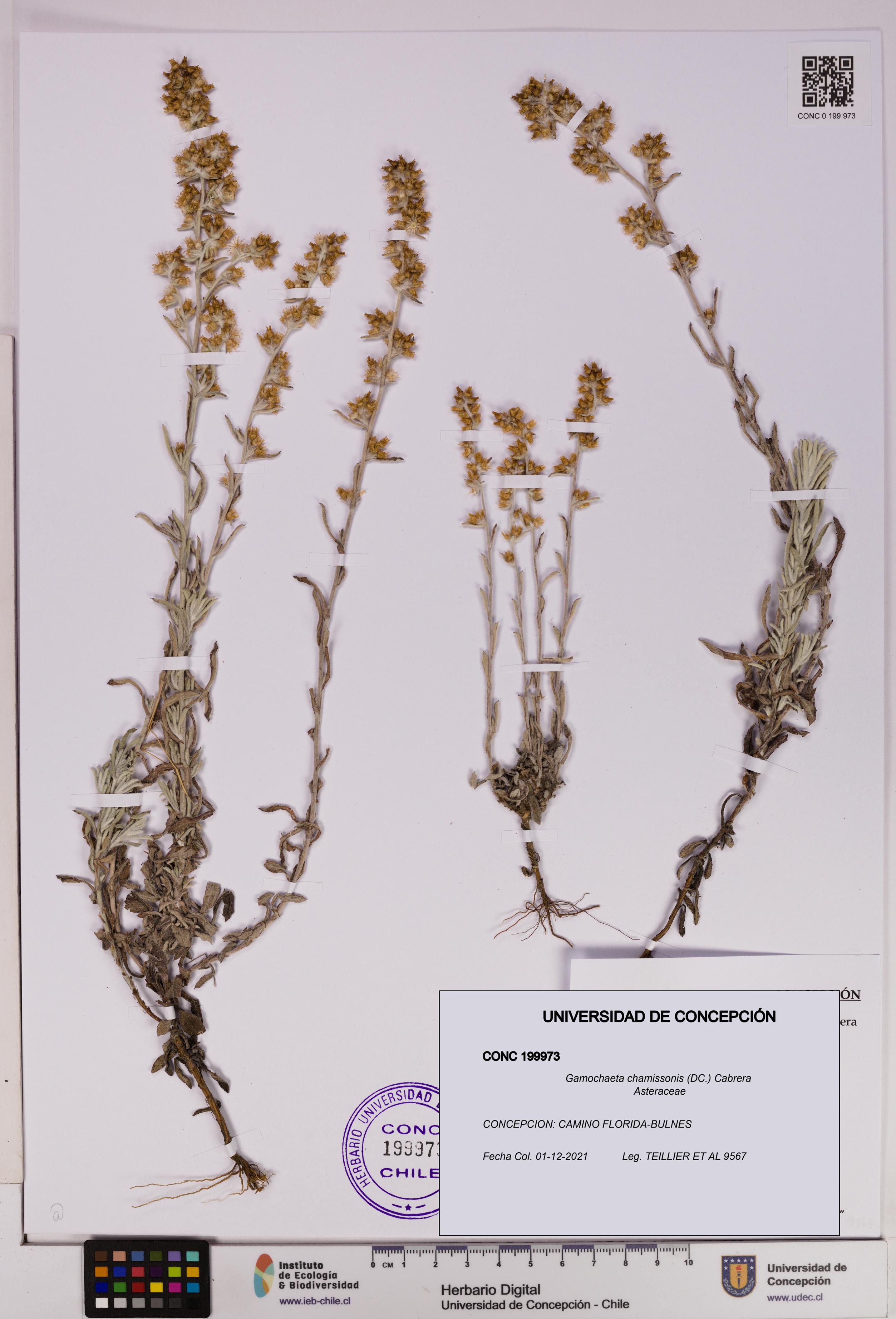 Gamochaeta chamissonis [Espécimen: UDEC:CONC:0199973]