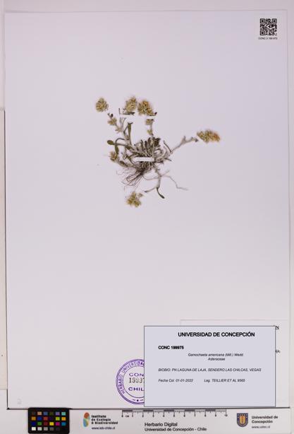 Gamochaeta americana [Espécimen: UDEC:CONC:0199975]