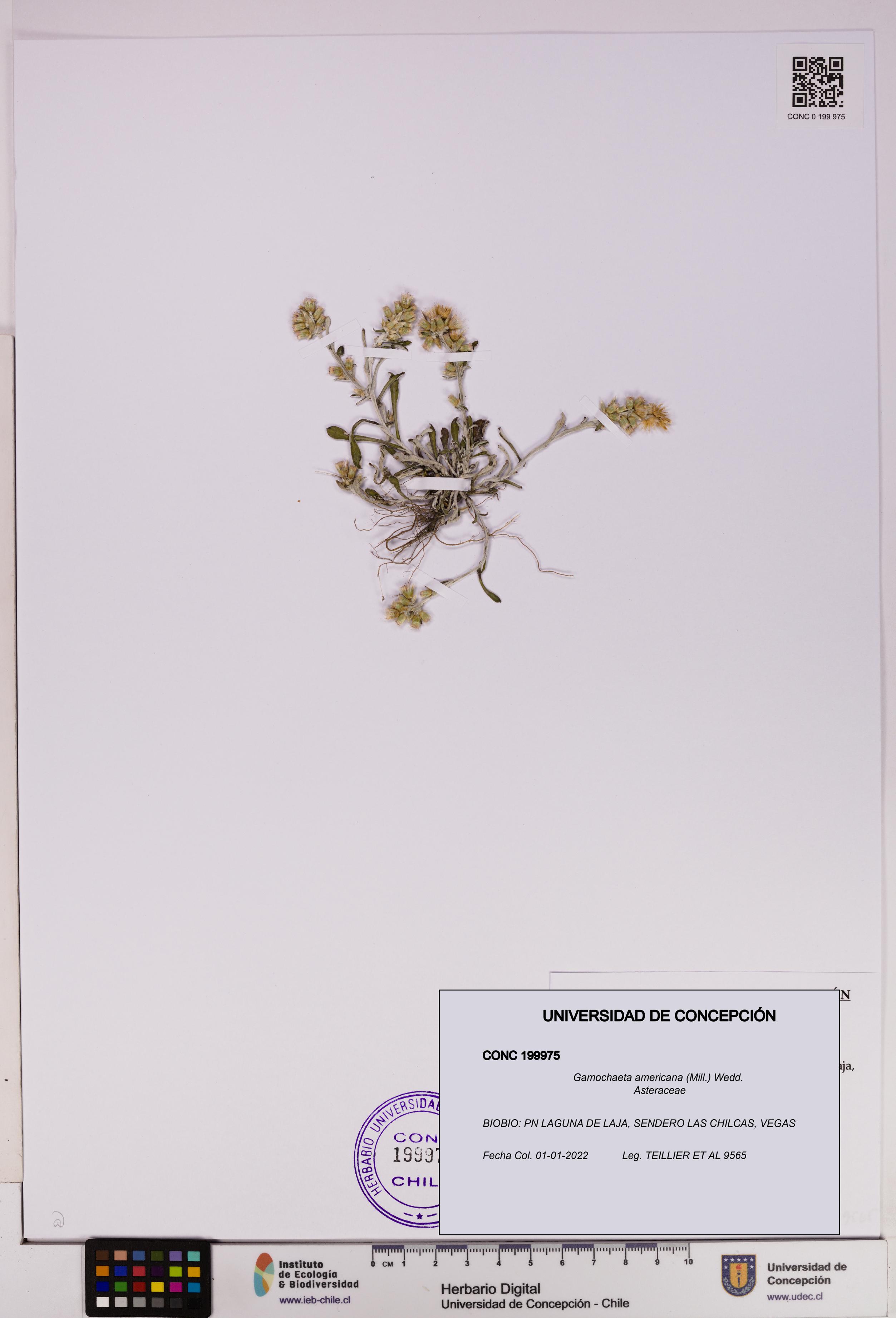 Gamochaeta americana [Espécimen: UDEC:CONC:0199975]