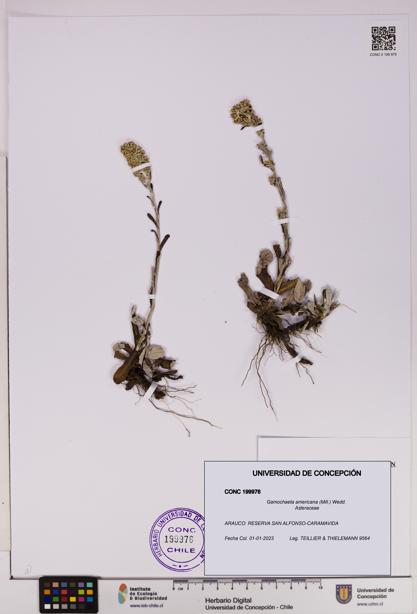 Gamochaeta americana [Espécimen: UDEC:CONC:0199976]