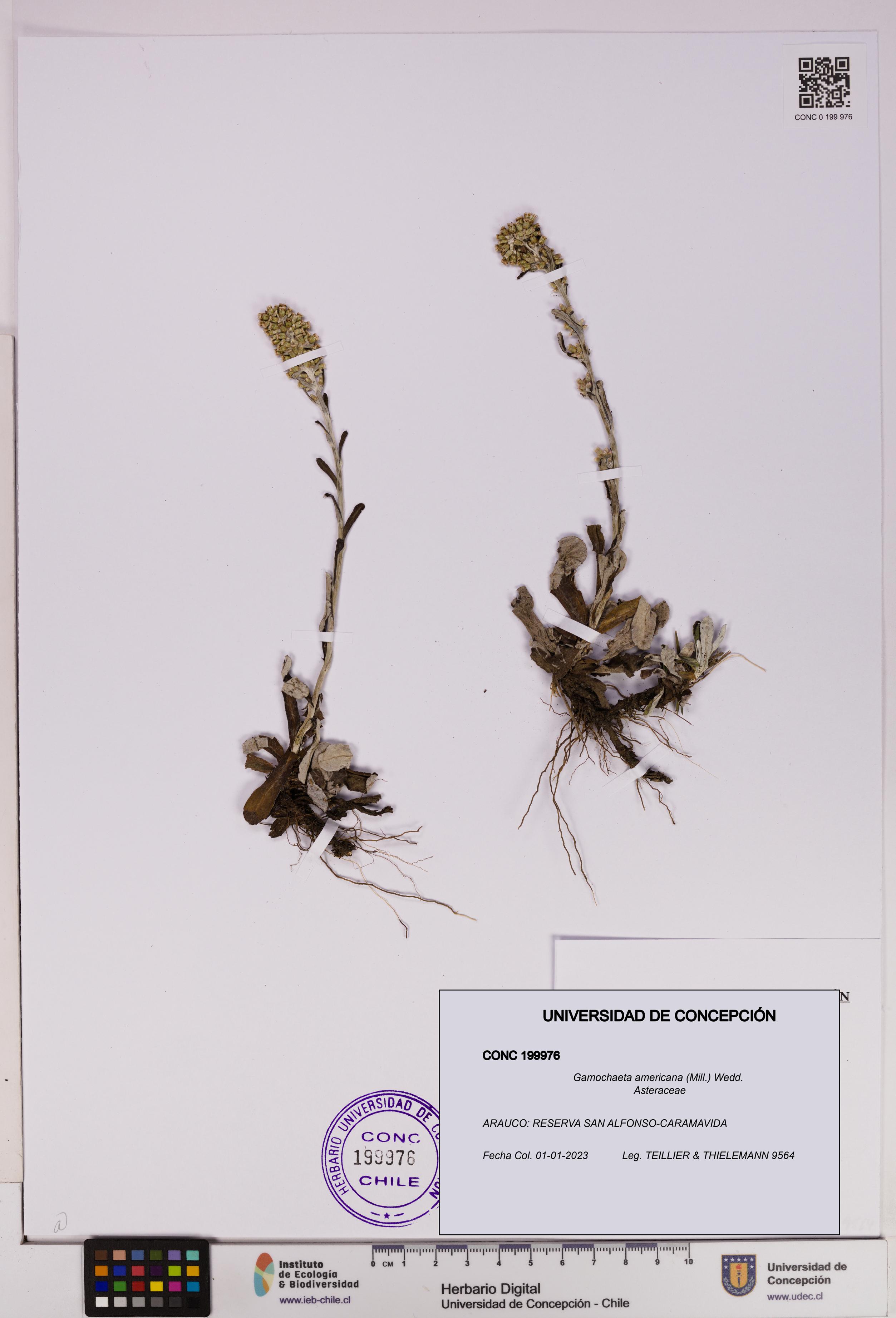 Gamochaeta americana [Espécimen: UDEC:CONC:0199976]