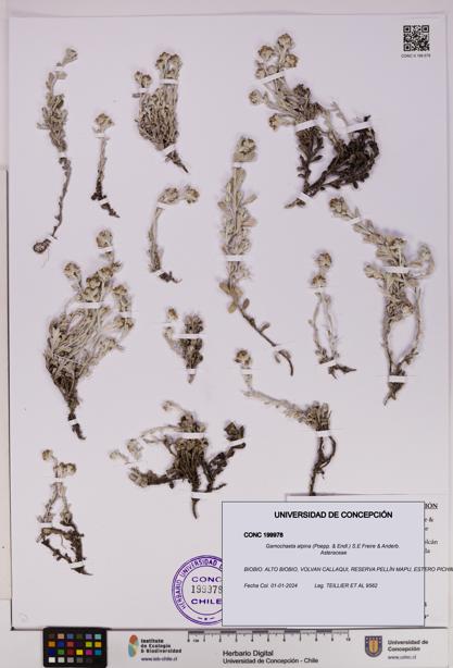 Gamochaeta alpina [Espécimen: UDEC:CONC:0199978]