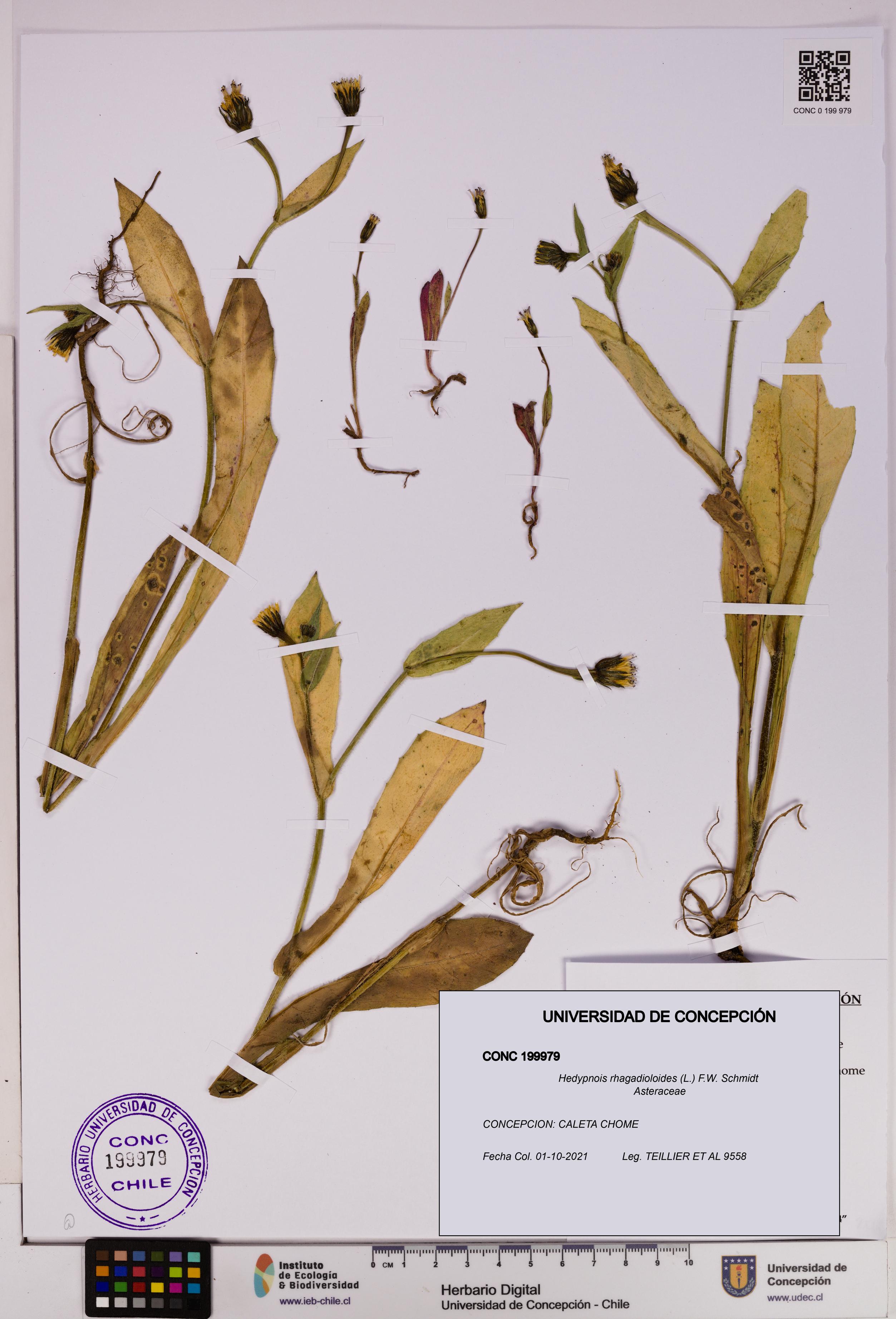 Hedypnois rhagadioloides [Espécimen: UDEC:CONC:0199979]