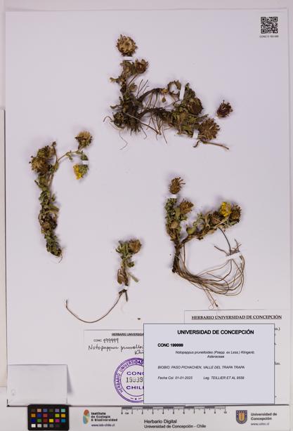 Notopappus prunelloides [Espécimen: UDEC:CONC:0199999]