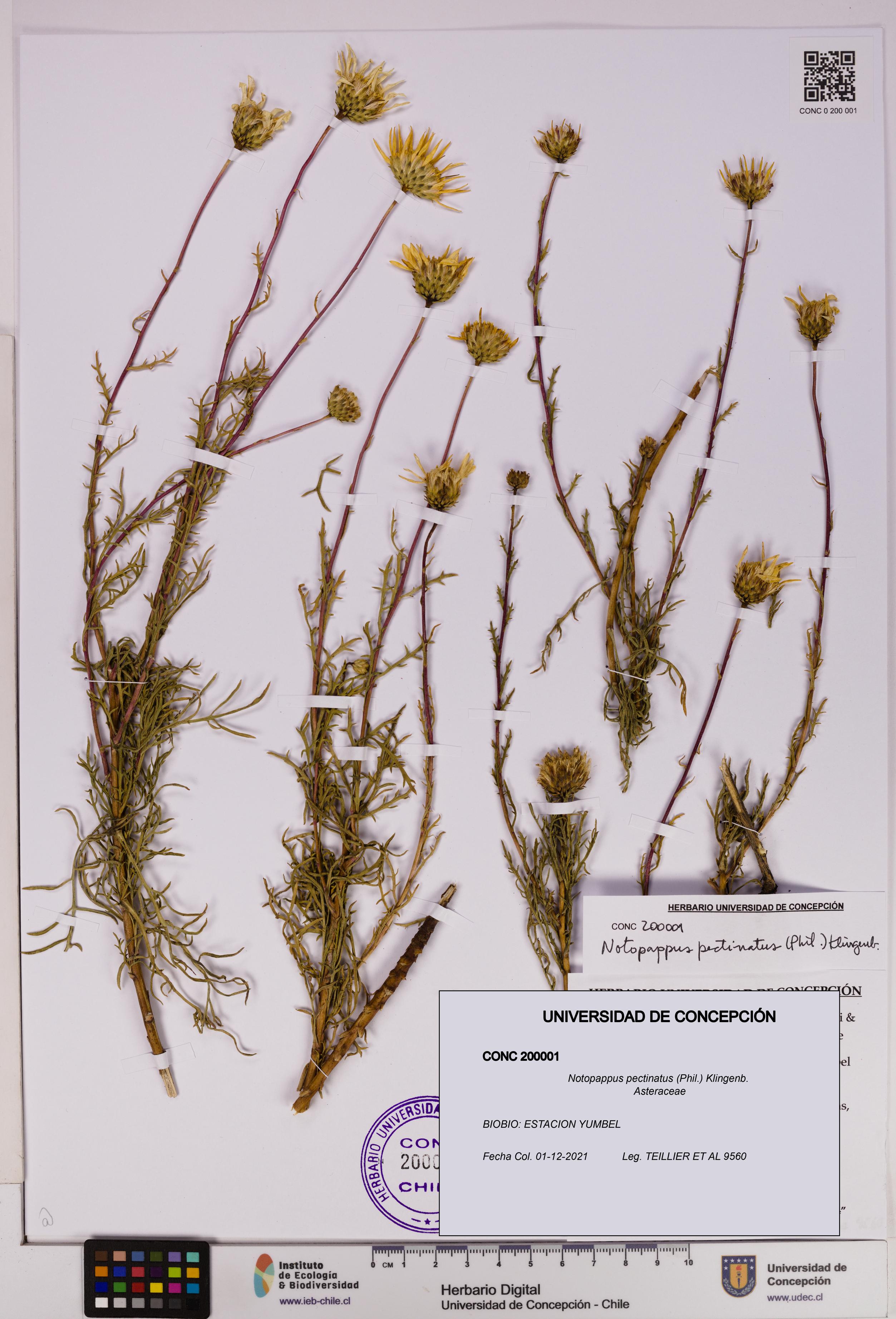 Notopappus pectinatus [Espécimen: UDEC:CONC:0200001]