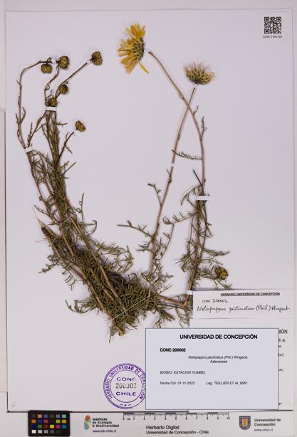 Notopappus pectinatus [Espécimen: UDEC:CONC:0200002]