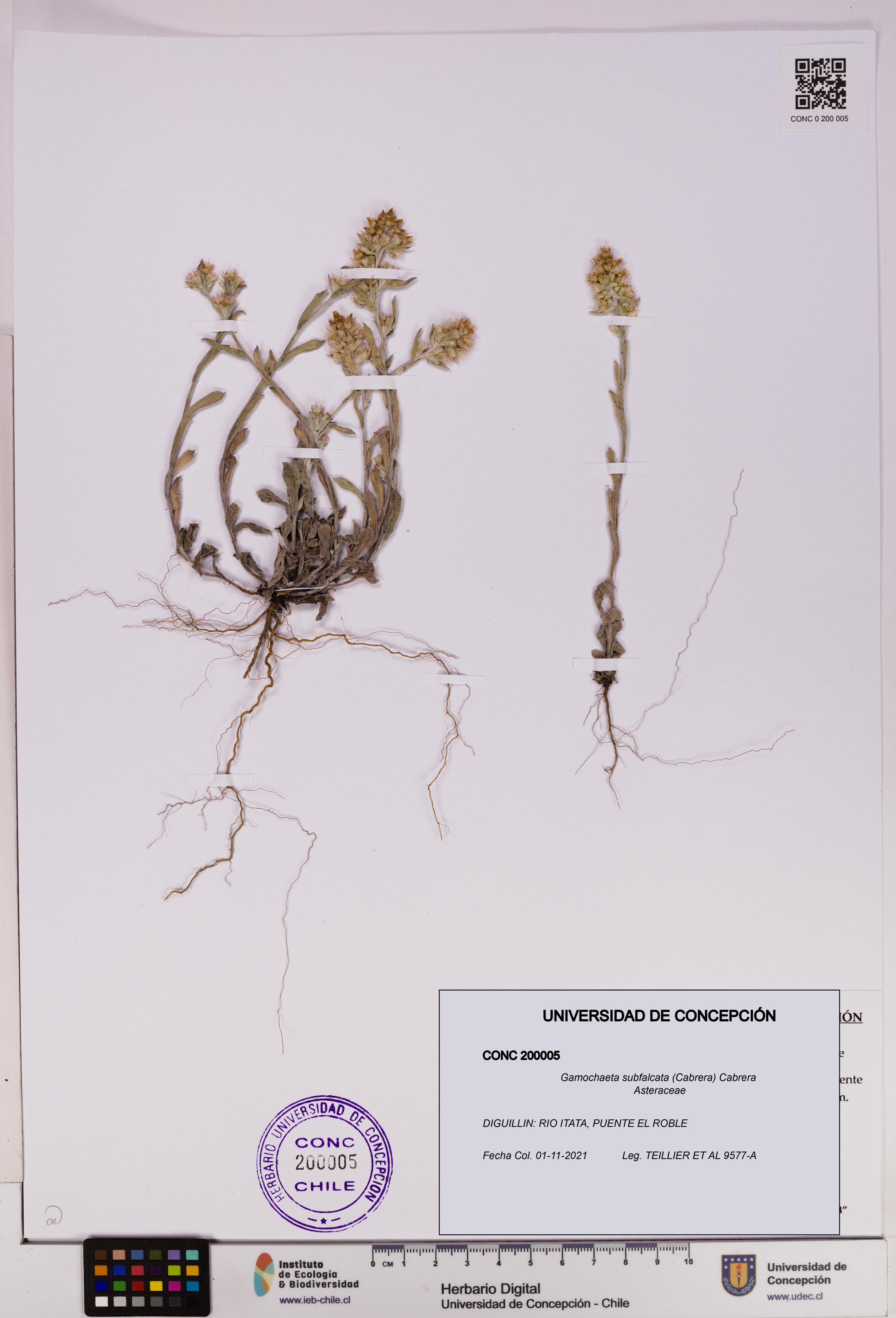 Gamochaeta subfalcata [Espécimen: UDEC:CONC:0200005]