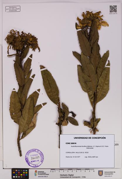 Austroflourensia thurifera [Espécimen: UDEC:CONC:0200018]