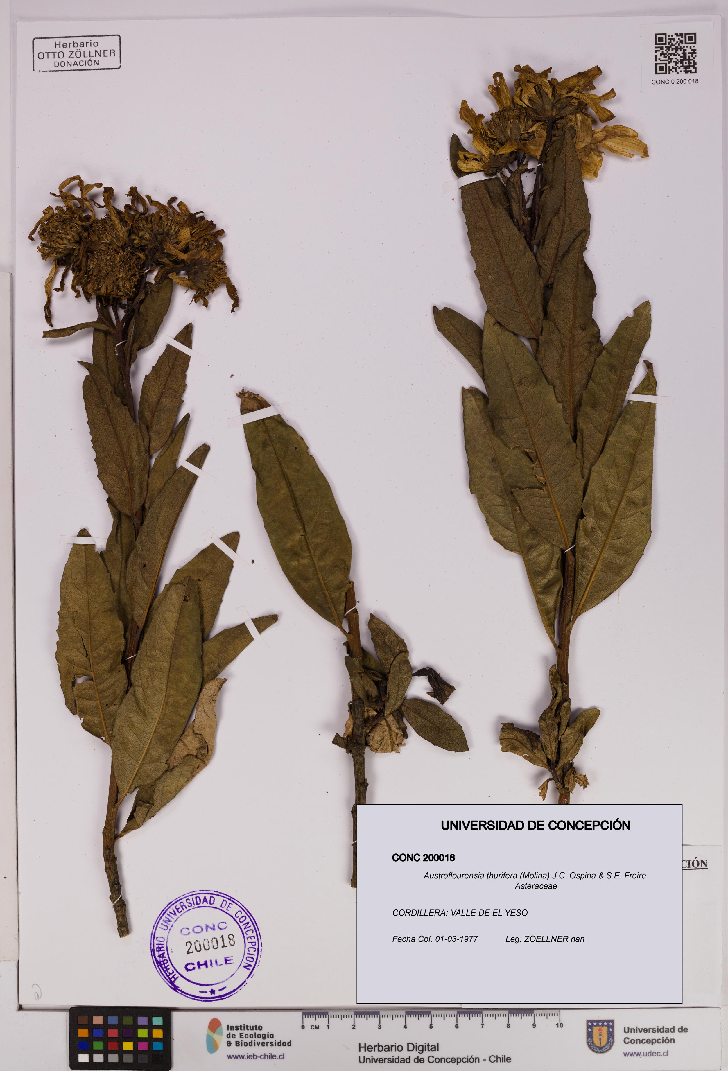Austroflourensia thurifera [Espécimen: UDEC:CONC:0200018]