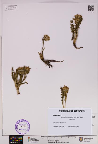 Perezia carthamoides [Espécimen: UDEC:CONC:0200022]