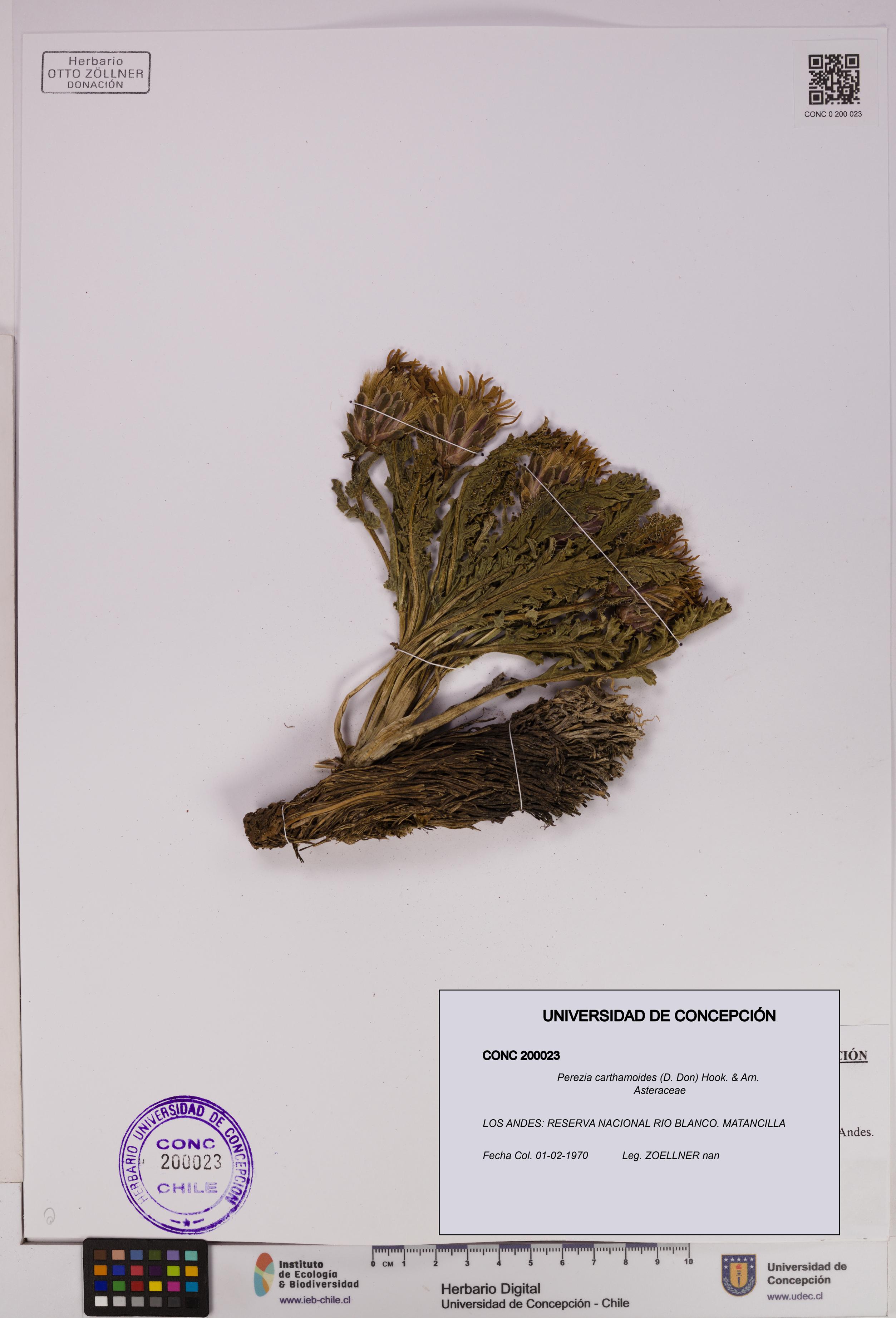 Perezia carthamoides [Espécimen: UDEC:CONC:0200023]