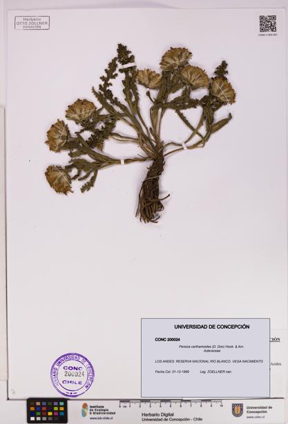 Perezia carthamoides [Espécimen: UDEC:CONC:0200024]