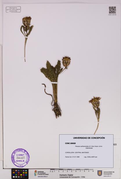 Perezia carthamoides [Espécimen: UDEC:CONC:0200025]