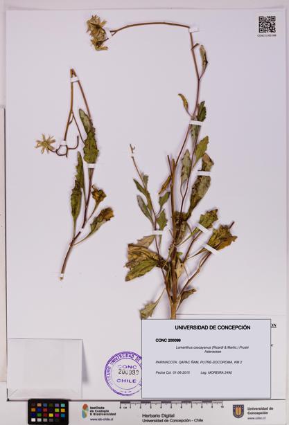 Lomanthus coscayanus [Espécimen: ]