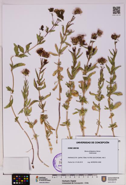Stevia philippiana [Espécimen: ]