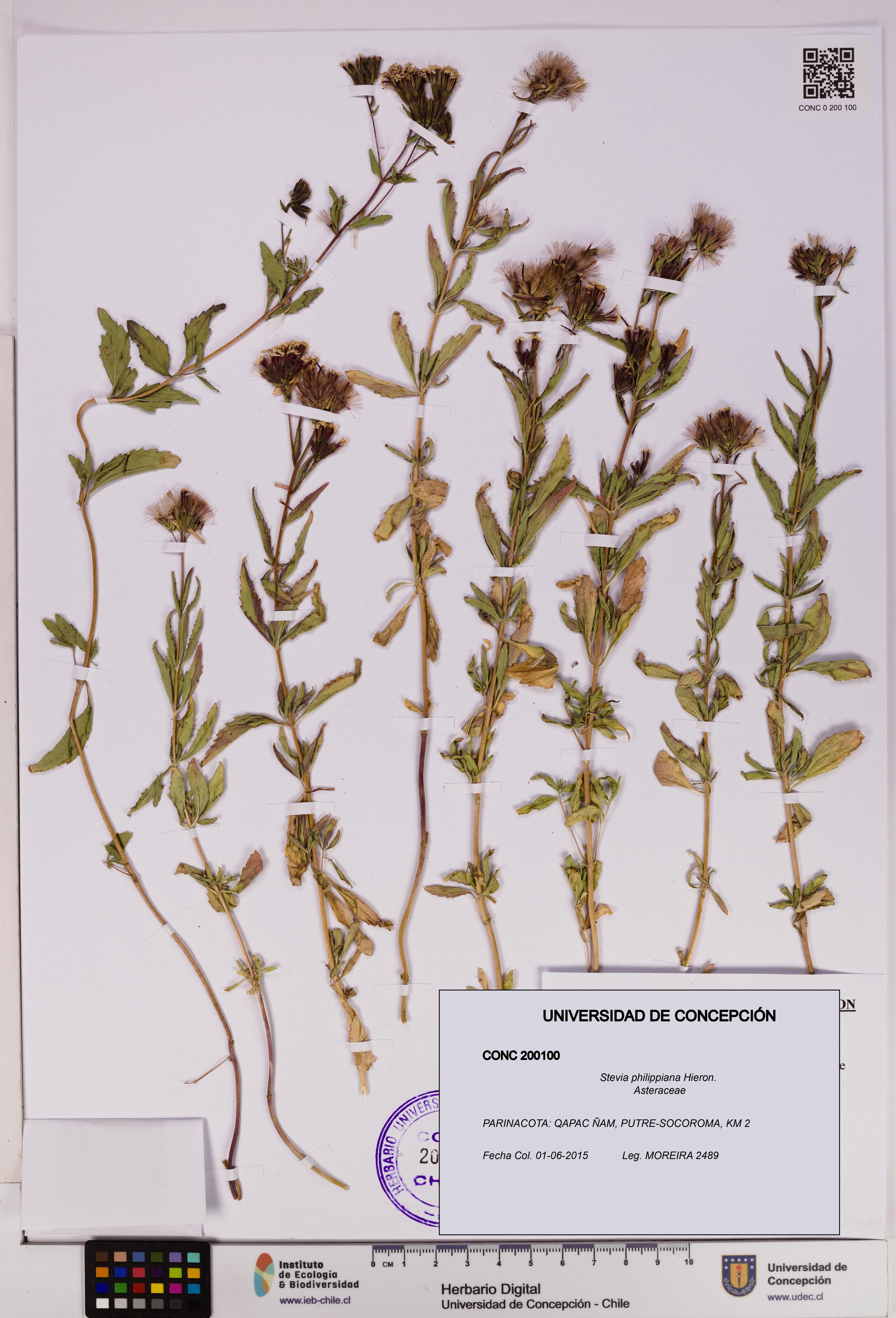 Stevia philippiana [Espécimen: ]