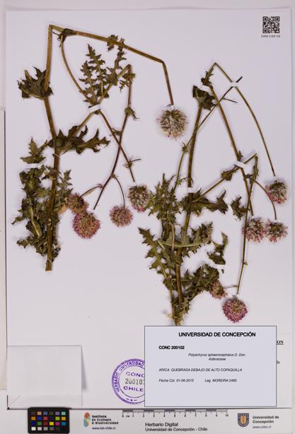 Polyachyrus sphaerocephalus [Espécimen: UDEC:CONC:0200102]