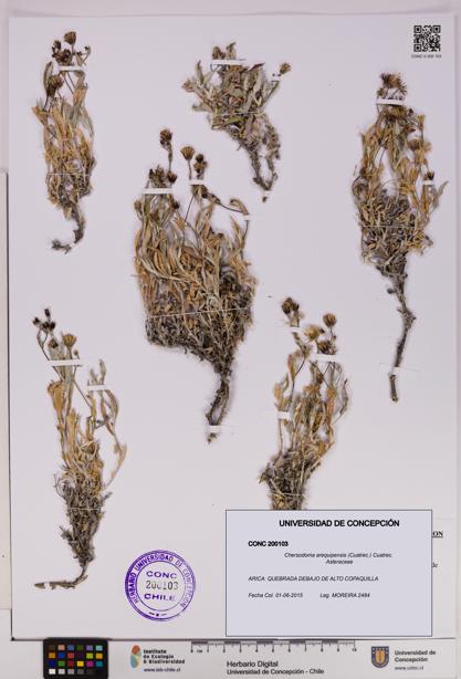 Chersodoma arequipensis [Espécimen: UDEC:CONC:0200103]