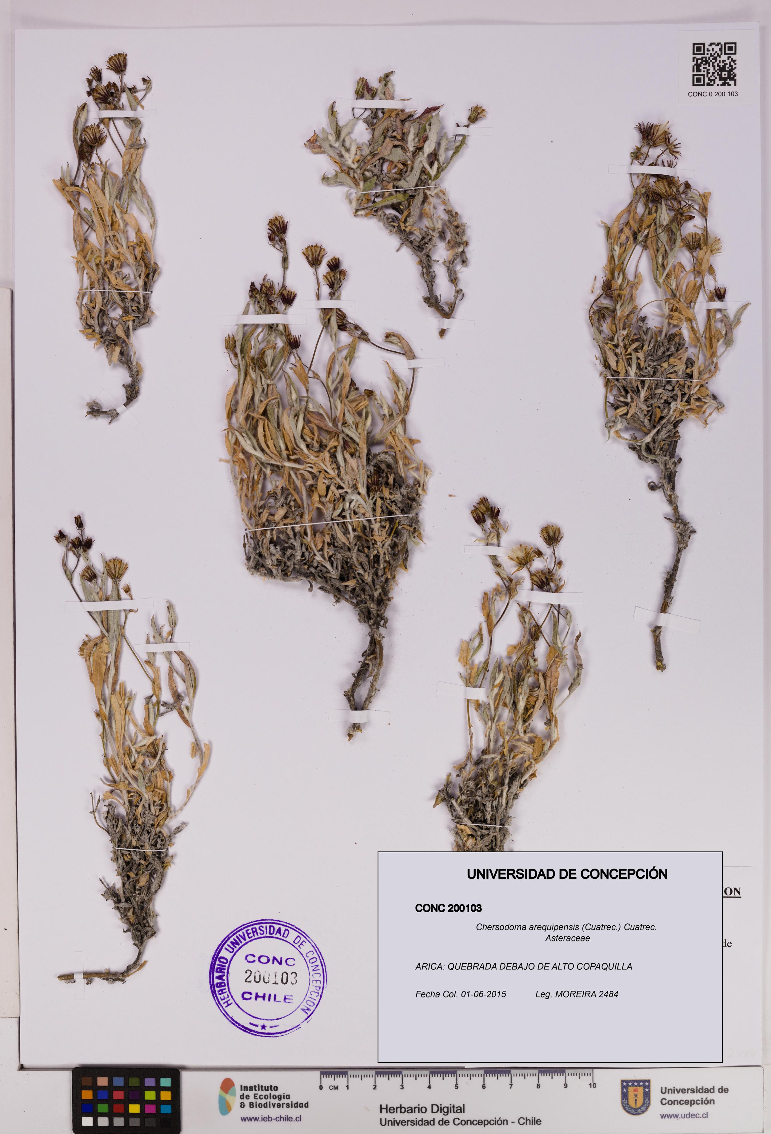 Chersodoma arequipensis [Espécimen: UDEC:CONC:0200103]