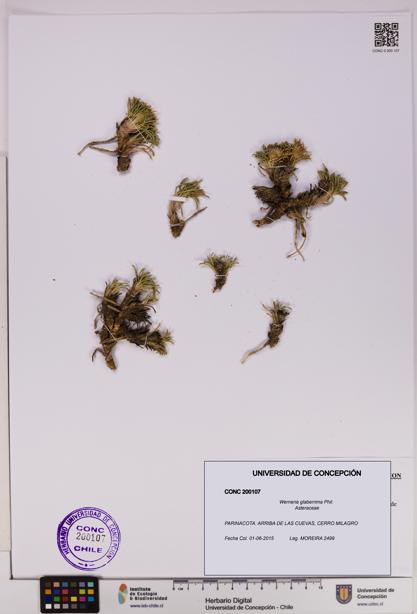 Werneria glaberrima [Espécimen: UDEC:CONC:0200107]