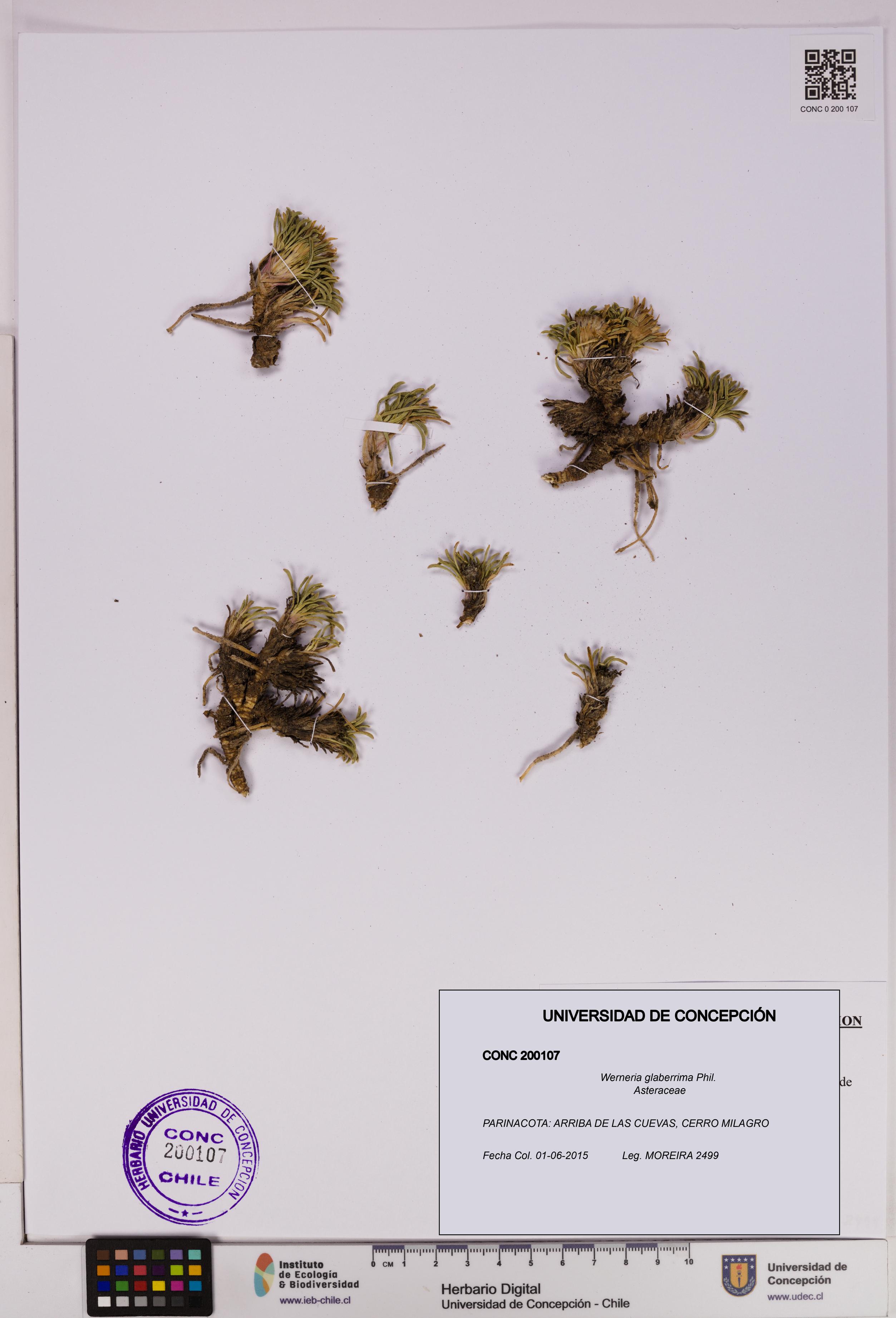Werneria glaberrima [Espécimen: UDEC:CONC:0200107]