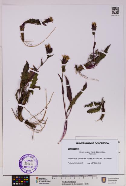 Perezia pungens [Espécimen: UDEC:CONC:0200110]