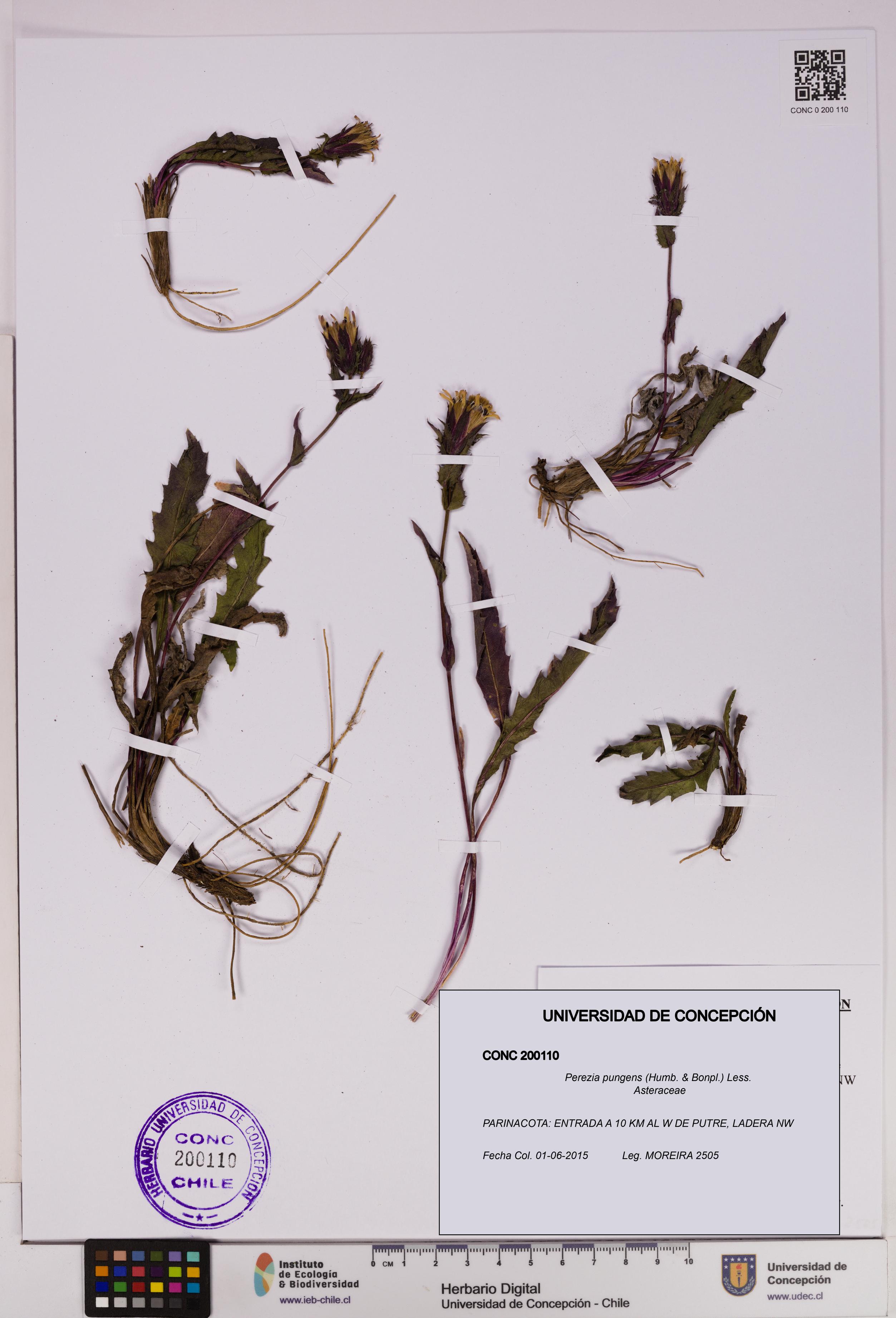 Perezia pungens [Espécimen: UDEC:CONC:0200110]