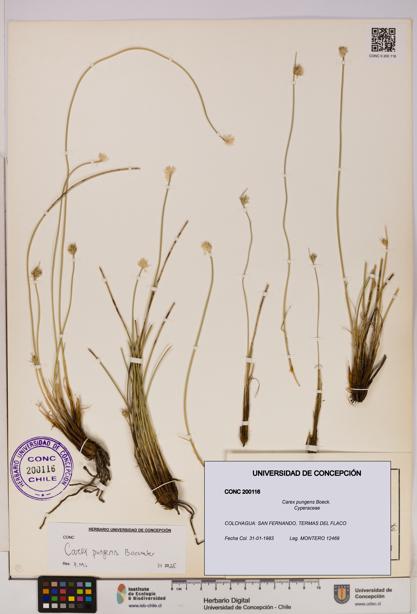 Carex pungens [Espécimen: UDEC:CONC:0200116]