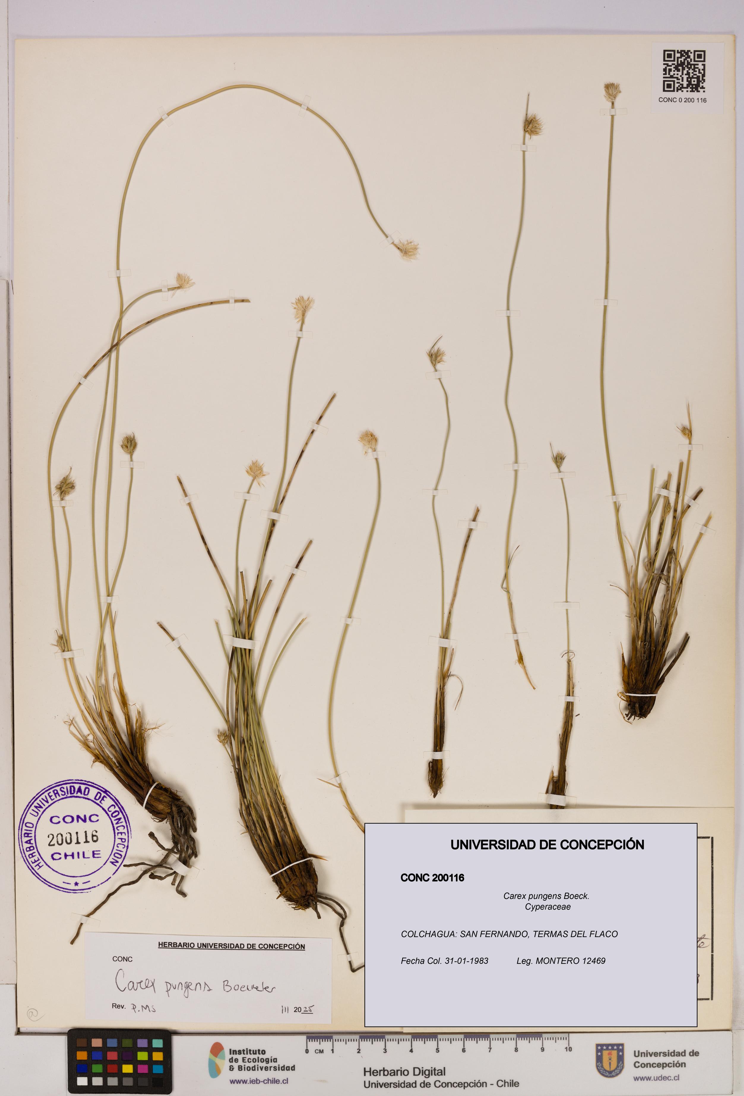 Carex pungens [Espécimen: UDEC:CONC:0200116]