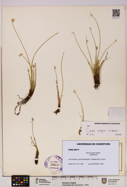 Carex pungens [Espécimen: UDEC:CONC:0200117]