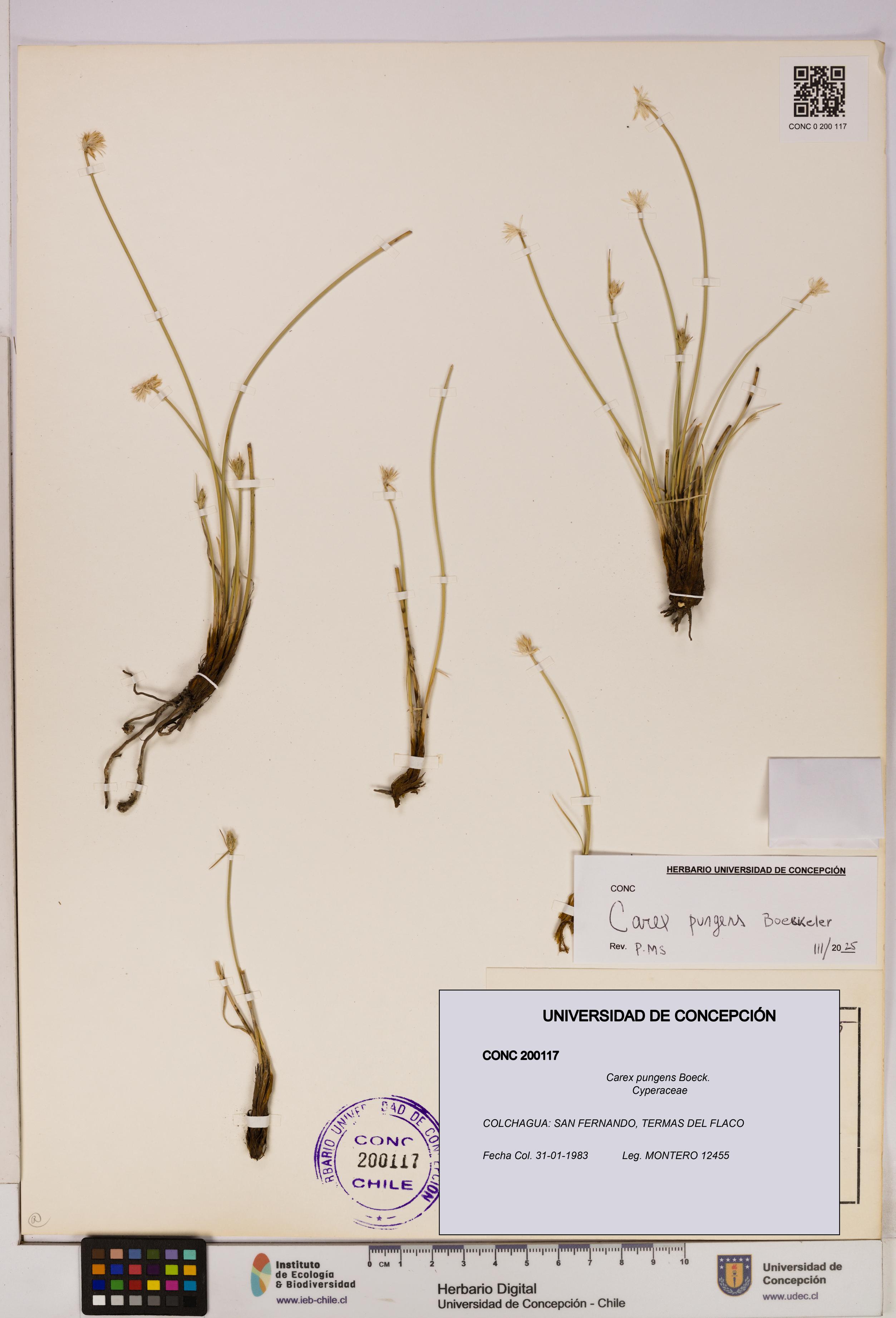 Carex pungens [Espécimen: UDEC:CONC:0200117]