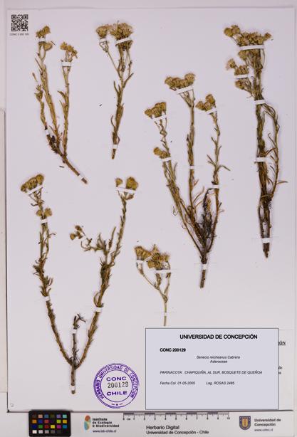 Senecio reicheanus [Espécimen: UDEC:CONC:0200129]