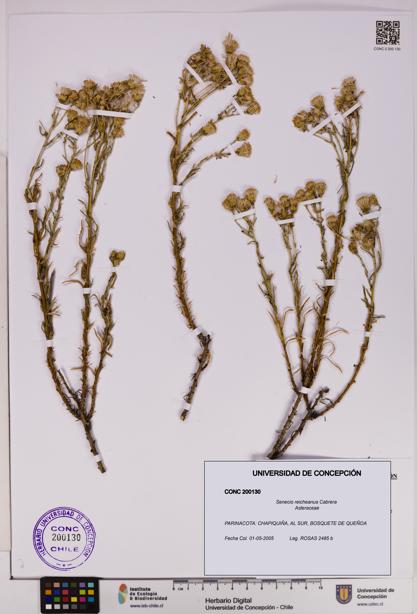 Senecio reicheanus [Espécimen: UDEC:CONC:0200130]