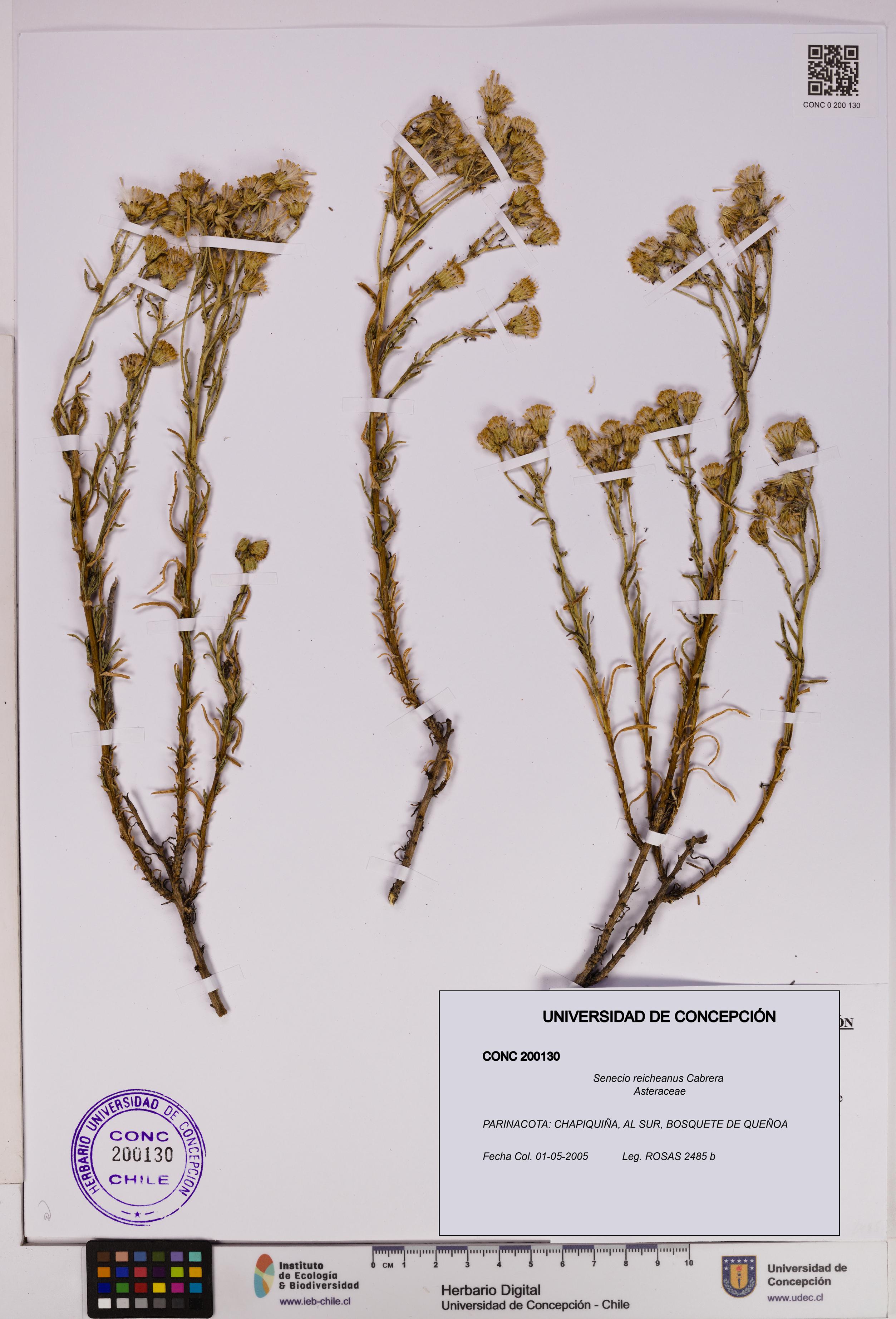 Senecio reicheanus [Espécimen: UDEC:CONC:0200130]