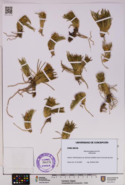 Werneria glaberrima [Espécimen: UDEC:CONC:0200132]