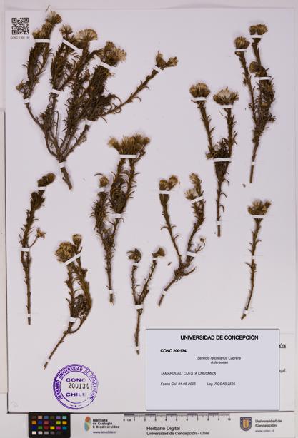 Senecio reicheanus [Espécimen: UDEC:CONC:0200134]