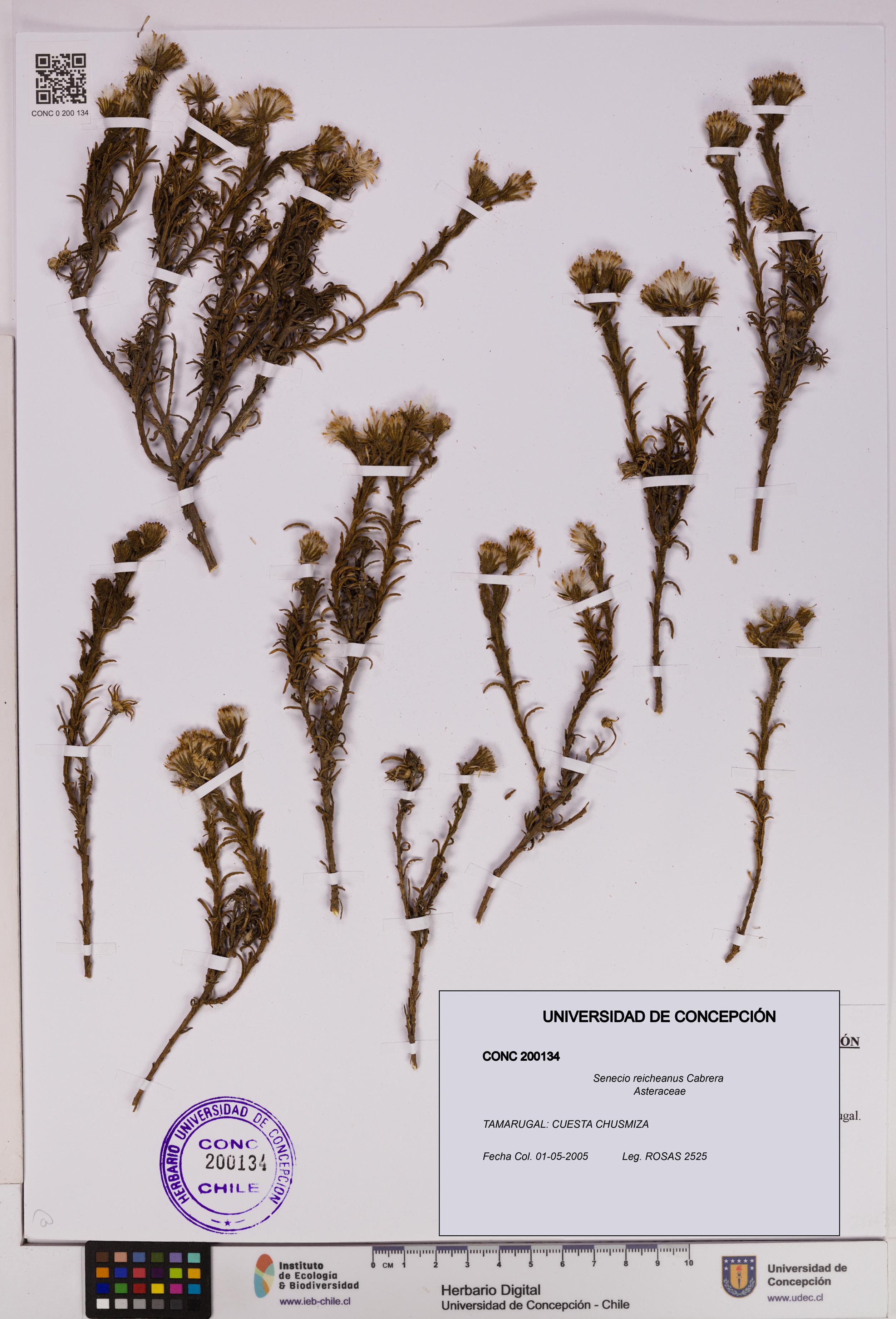 Senecio reicheanus [Espécimen: UDEC:CONC:0200134]