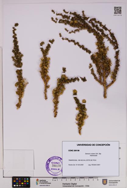 Senecio nutans [Espécimen: UDEC:CONC:0200138]