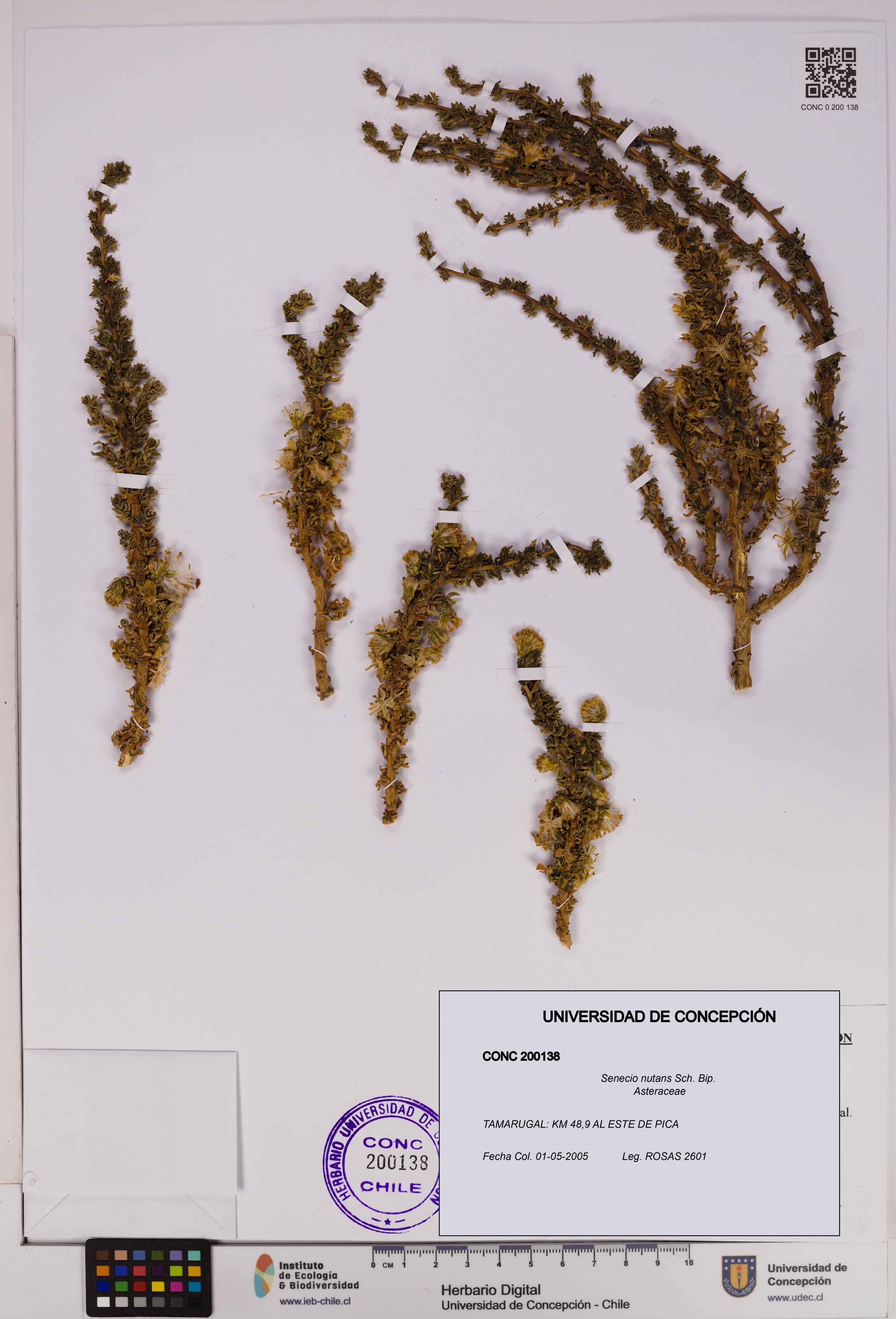 Senecio nutans [Espécimen: UDEC:CONC:0200138]